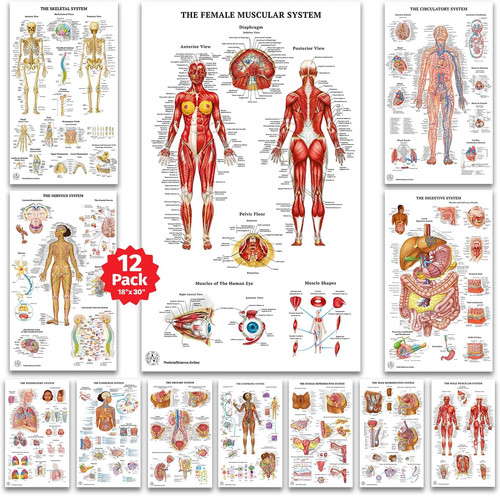 Human anatomy posters - 12,