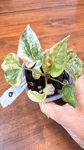 Anthurium papi variegated - anthurium, x