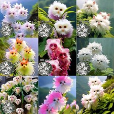 Rare Cat Face Orchid Seeds