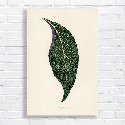 Botanical leaf study original - botanical,