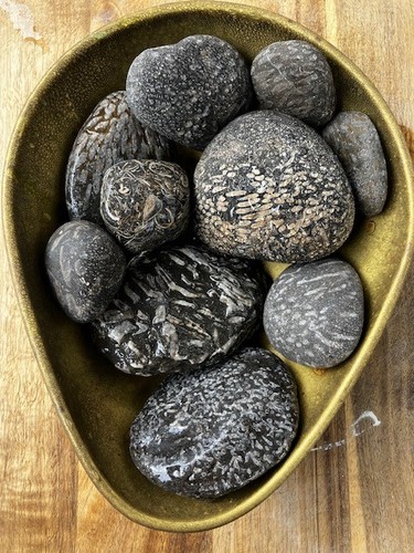 Roker beach fossil pebbles - beach,
