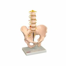 Lifesize Pelvis with 5 pcs