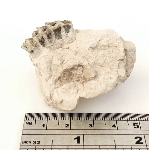 Fossil oreodont teeth and jaw - oreodont,