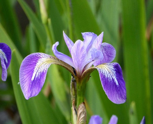 Various pond plants - various, marginal