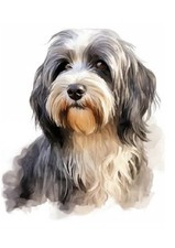TIBETAN TERRIER DOG HEAD STUDY