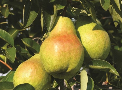Pyrus williams pear fruit tree - williams,