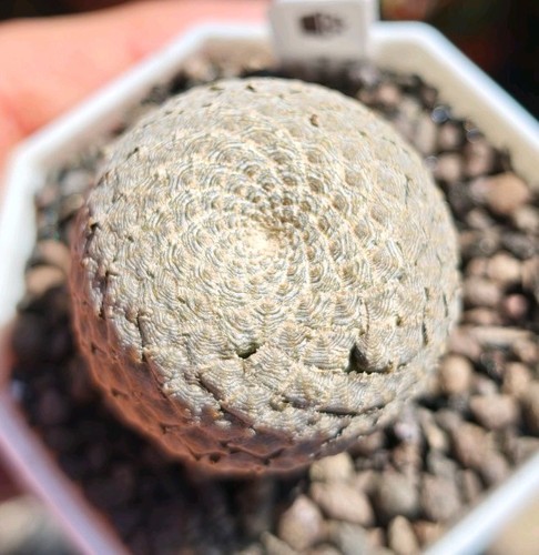 Euphorbia piscidermis - piscidermis,