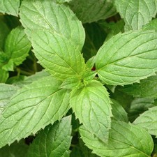 Peppermint - Grow Your Own