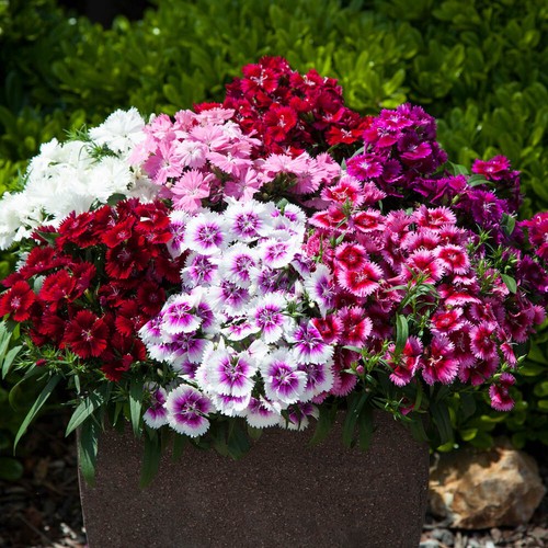 Sweet william dianthus gem - william,