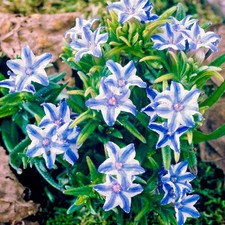 Lithodora White Star Outdoor Garden Ready Plants Hardy Shrub Plant in Pot