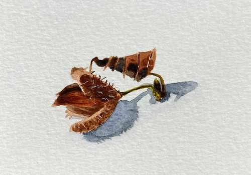 Original watercolour beech nut - watercolour,