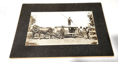 Antique 1900 photo 5x3 horse - 1900,