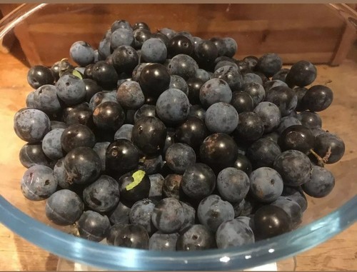 Cambridgeshire sloe berries - cambridgeshire,