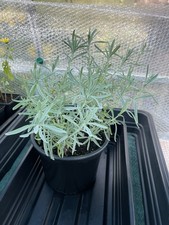 Lavender Plants . Six For Ten Pounds.
