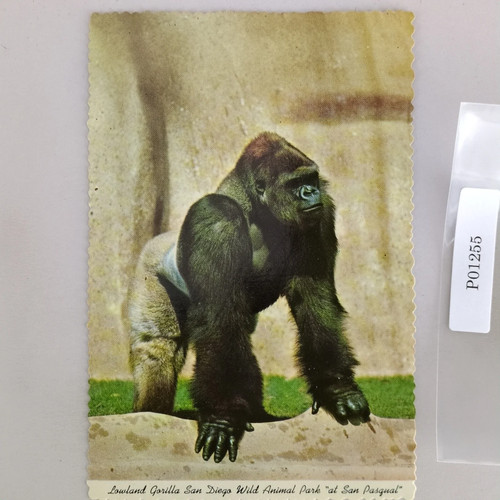 Lowland gorilla san diego wild - diego,