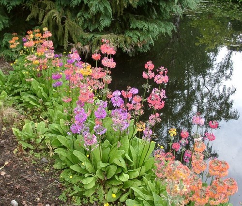 Plants primula harlow carr - primula,