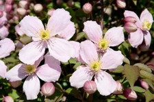 Clematis Montana Perfumed 10