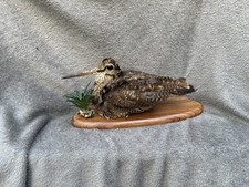 Taxidermy woodcock