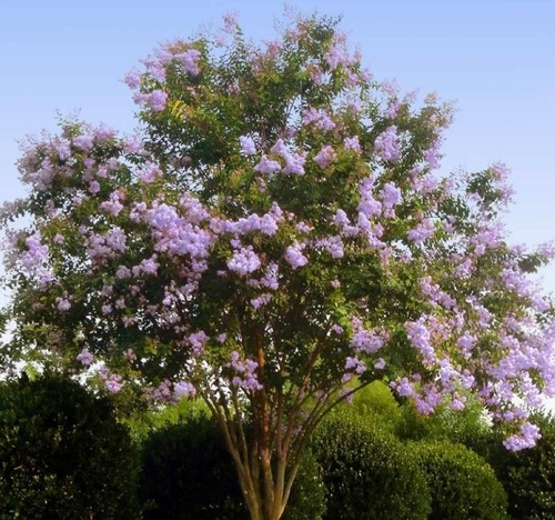 Lilac purple crepe myrtle - lilac,