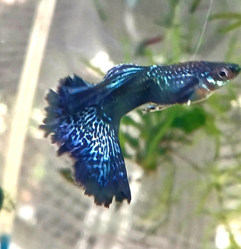 Guppy fish blue - blue, +