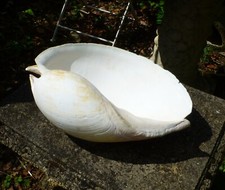 Vintage Rare Giant Melo Umbilicatus Melon Shell Seashell Decoration Planter