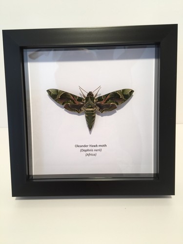Oleander hawk moth daphnis - oleander, (daphnis