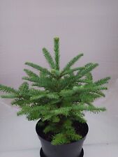 Real, Living Noble Fir Christmas Tree 2-3ft (60-90cm)