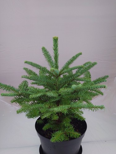 Real living noble fir - real,,
