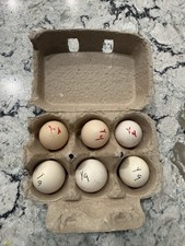 Lot Of 6 Yellow Golden