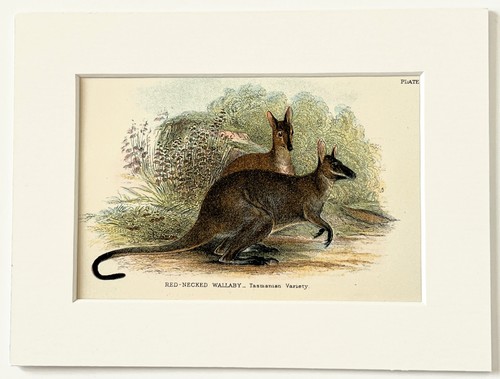 Red wallaby mounted antique - wallaby,