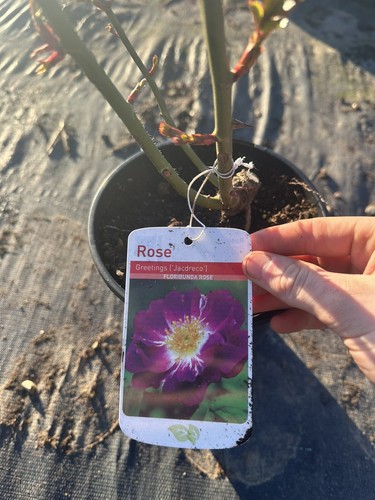 Potted rose greetings - potted,