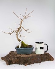 Golden Larch Bonsai Tree