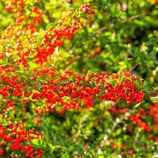 Garden Shrub - Firethorn -