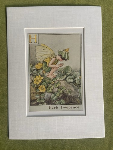 Herb twopence flower - ‘herb, twopence’