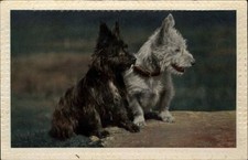SCOTTISH TERRIER WEST HIGHLAND