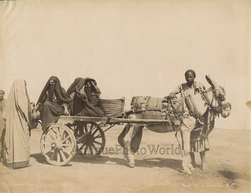 Egypt native women donkey - egypt, on