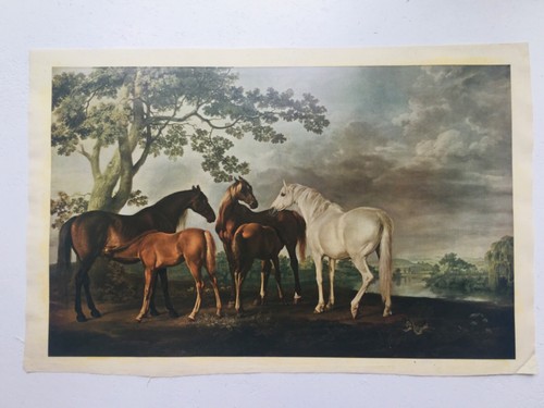 Mares and foals landscape - foals,