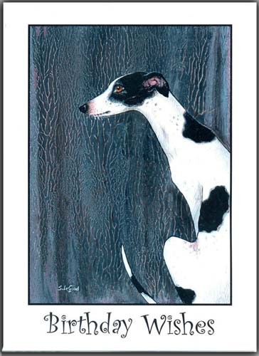 White black greyhound - &, dog
