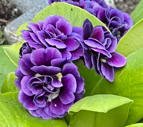 Primula auricula doublet - auricula,