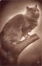 FAMILY HISTORY - POSTCARD -