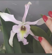 Adult Cattleya Orchid ''Aurantiaca x  B. glauca'