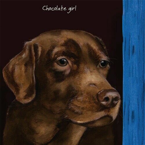 Cute chocolate labrador dog - ,