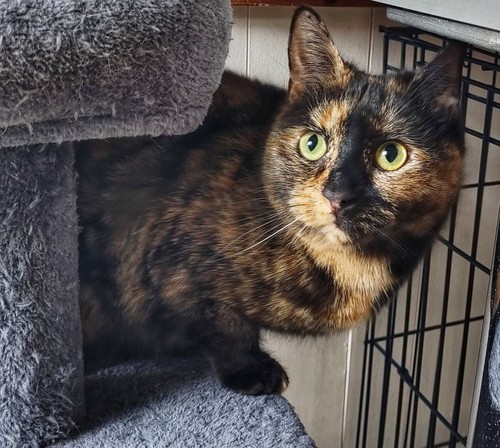 Help with our rescues - help,