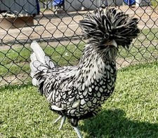 Silver and buff laced - 12+,