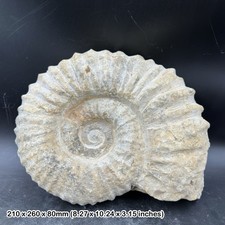 Large Fossilised Mantelliceras