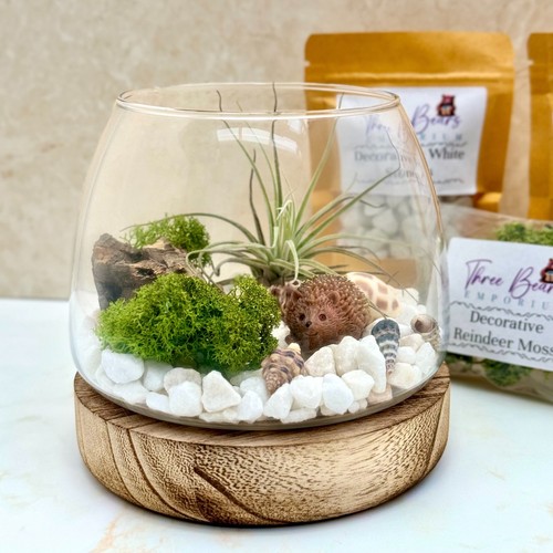 Air plant terrarium kit with - kit,