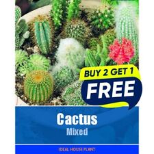 Flower Seeds Cactus mixed - 30 Seeds Garden Plant Seed Borders Baskets