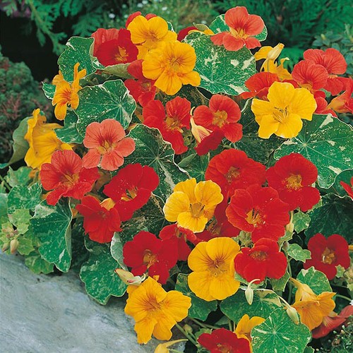 Alaska mix nasturtium seeds - nasturtium, |