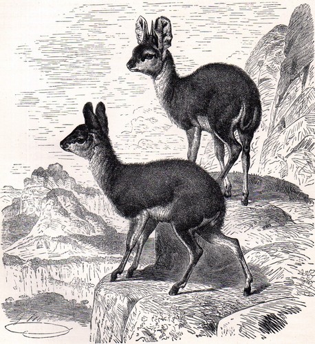Male and female klipspringer - male,