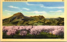 Vintage Sutter Buttes and